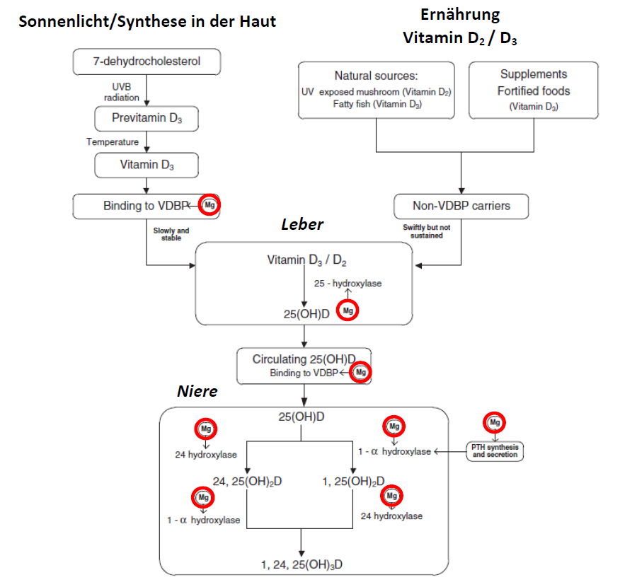 Magnesium & Vitamin D Synthese